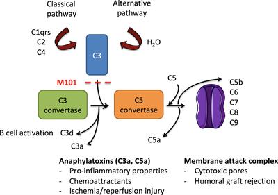 The oxygen carrier M101 alleviates complement activation, which may be beneficial for donor organ preservation